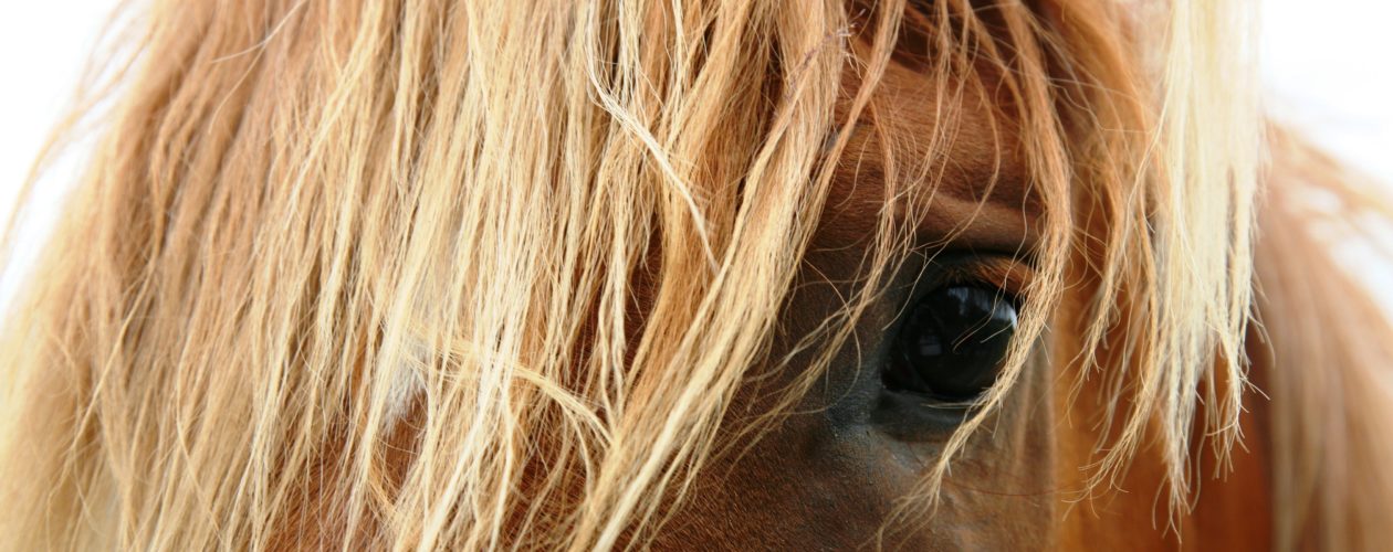 Kysely: yhteisretki Tallinna Horse Show’hun 6.-8.10.